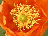 Opuntia Lindheimeri (fam Cactees) (Sud des USA) (06) (Photo F. Mrugala)